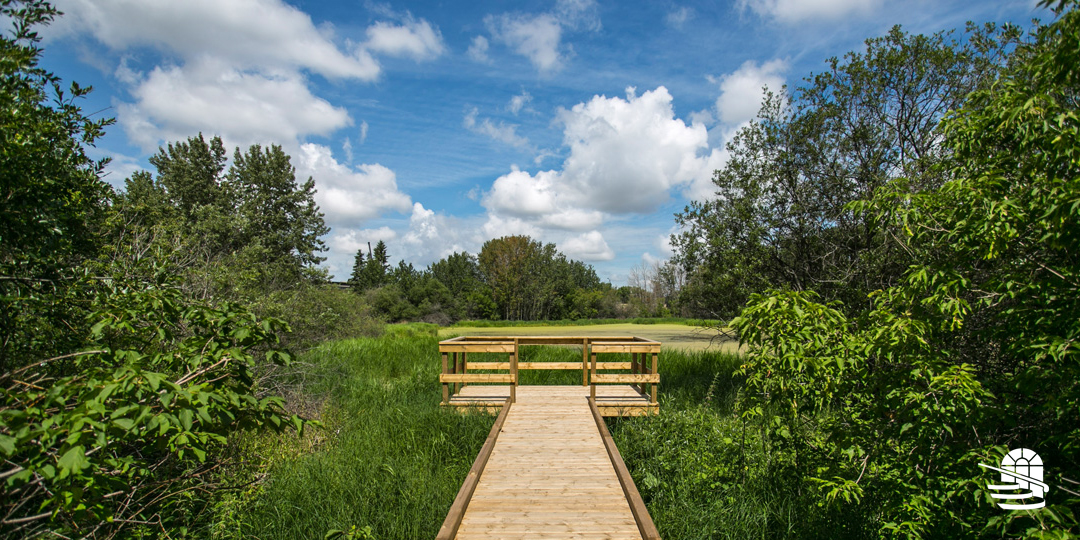 wooden boardwalk and lookout platform surrounded by lush greenery and trees